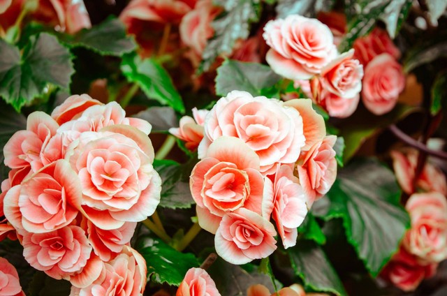 Ilustrasi arti bunga mawar pink. Foto: Unsplash