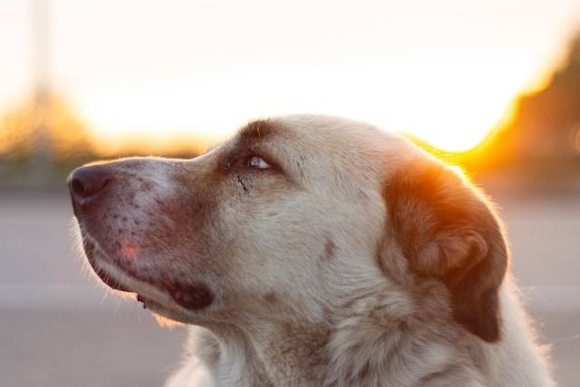 Ilustrasi jenis anjing kangal, sumber foto: unsplash.com/bushido mars