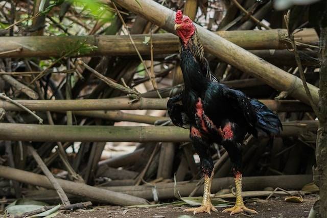 Ilustrasi tata cara merawat ayam bangkok, sumber foto: unsplash.com/Muhammad Rosyid