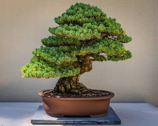 Ilustrasi ciri-ciri dan bentuk bonsai kimeng termahal, sumber foto: unsplash.com/Devin H