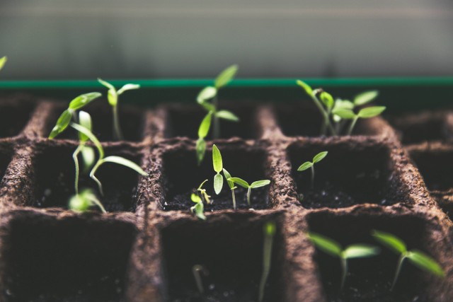 Ilustrasi Perlite. Sumber: Unsplash