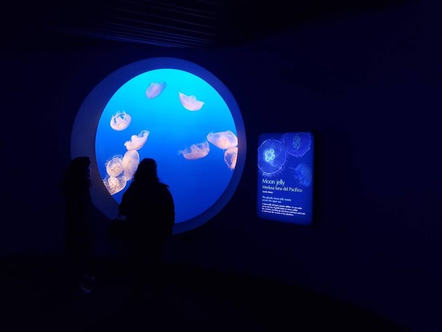 Ilustrasi aquarium date. Sumber foto: pexels/Kevin B.