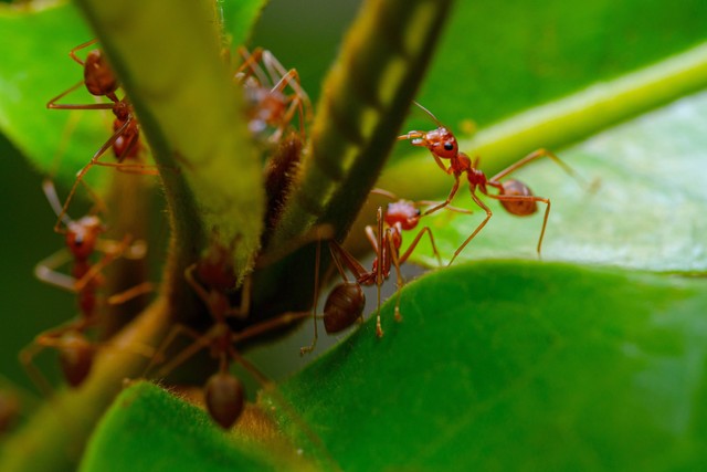 Ilustrasi Cara Mengusir Semut Merah. Unsplash/oktavianus mulyadi.