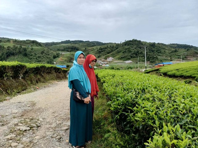 Salah satu view kbu teh di Kayu Aro. Foto Koleksi Pribadi