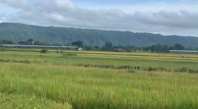 Lahan pertanian beras di salah satu kabupaten Yogyakarta. Foto: Dokumentasi Pribadi
