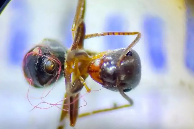 Potret semut terlilit benang mikroplastik. Foto: Dok. Armand Rausell-Moreno
