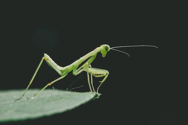 Ilustrasi cara makhluk hidup menyesuaikan diri dengan lingkungannya. Foto: Unsplash/Tao Yuan