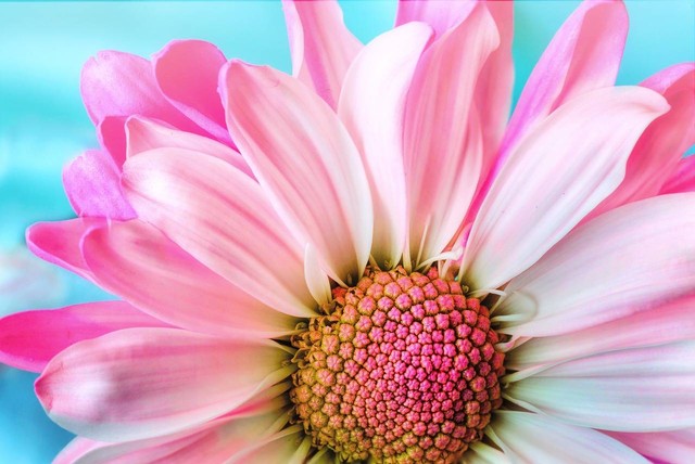 Ilustrasi struktur bunga - Sumber: pixabay.com/jillwellington