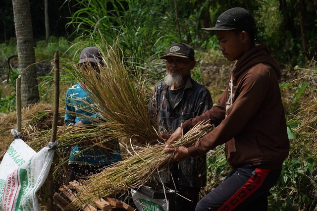 Petani di DIY sedang memanen padi. Foto: Arif UT/Pandangan Jogja 