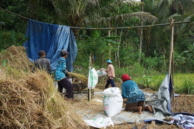 Petani di DIY sedang memanen padi. Foto: Arif UT/Pandangan Jogja 