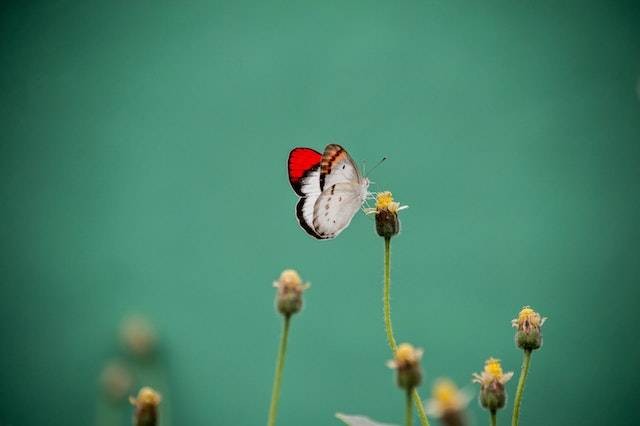 Arti metamorfosis. Foto: Pexels