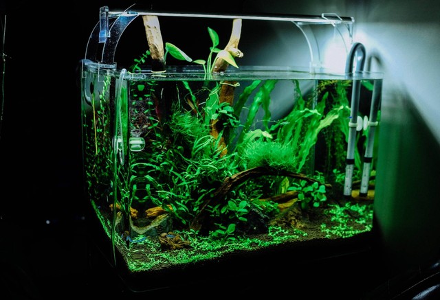 Ilustrasi dutch style aquascape, sumber foto: unsplash.com/Huy Phan