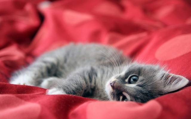 Ilustrasi jenis vaksin kucing. Foto: Pixabay