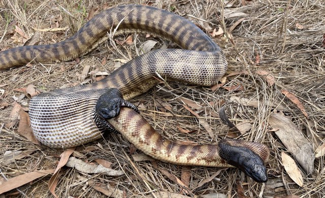 Momen ular piton kepala hitam makan spesiesnya sendiri.  Foto:  Nick Stock/Australian Wildlife Conservancy