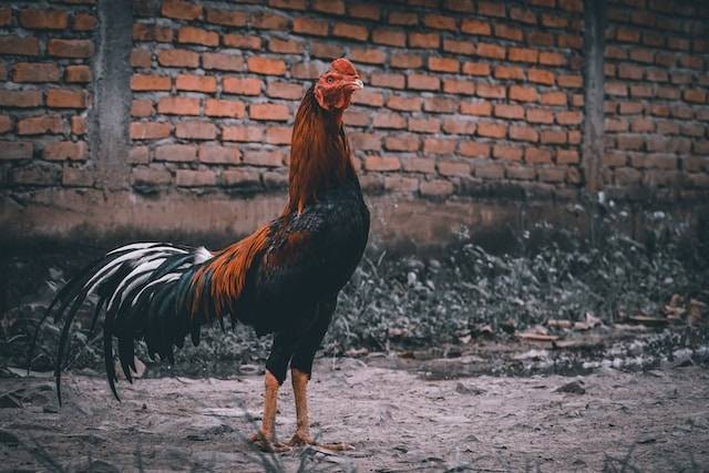 llustrasi cara ternak ayam kampung rumahan, sumber foto: unsplash.com/dzulkifli lantana