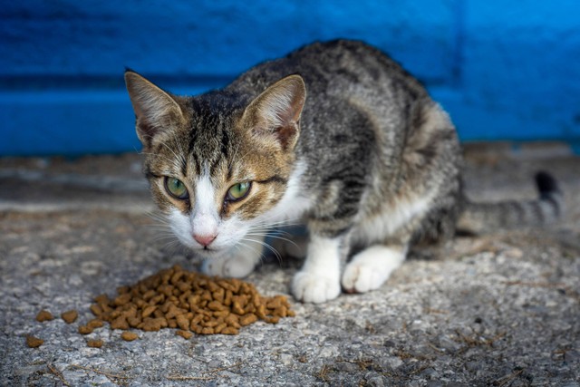 Cara Membuat Makan Kucing, Foto Hanya Ilustrasi: Pexesl/Győző Mórocz