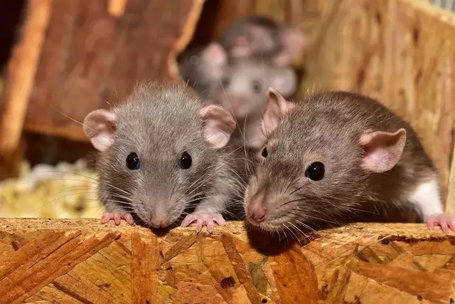 Ilustrasi tikus penular Leptospirosis. Foto: Pixabay