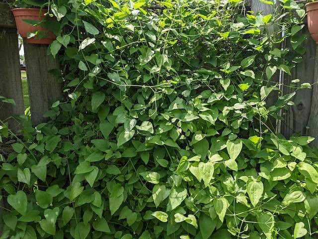 fence