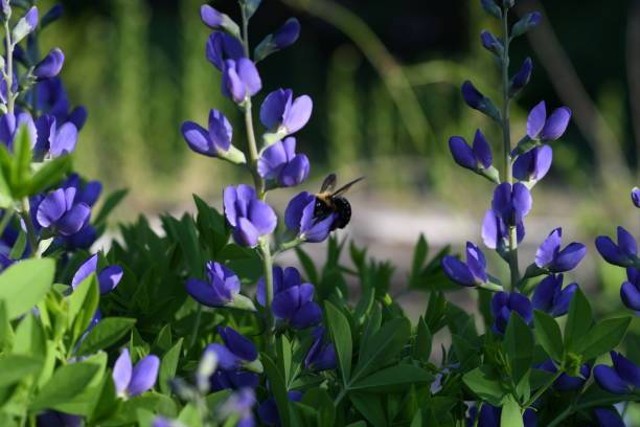 Ilustrasi bunga Baptisia australis yang memiliki kelopak bunga warna nila. Foto: Pixabay