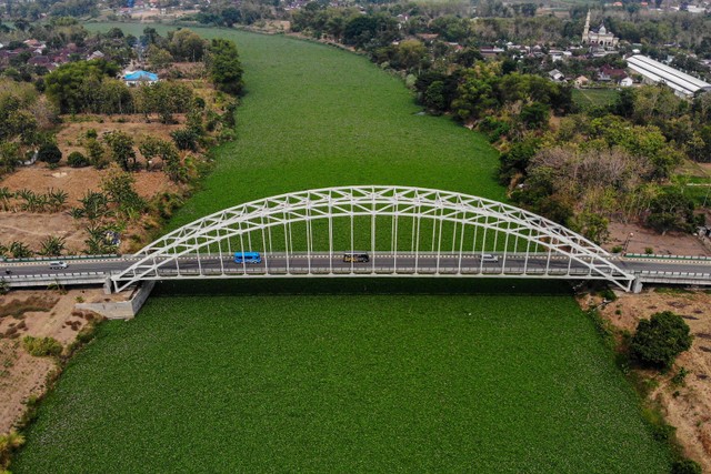 Foto udara kondisi Sungai Bengawan Solo yang dipenuhi eceng gondok di Bojonegoro, Jawa Timur, Rabu (25/10/2023).  Foto: Muhammad Mada/ANTARA FOTO