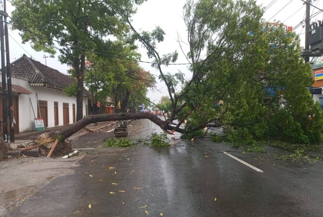 Pohon roboh di Surakarta karena cuaca ekstrem. Foto: istimewa