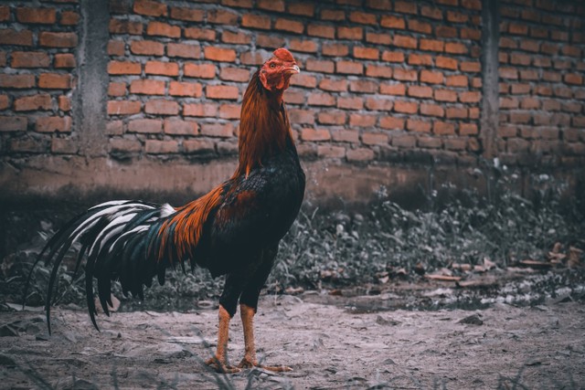 Cara Menghitung Sisik Ayam, Foto Hanya Ilustrasi: Unsplash/dzulkifli lantana