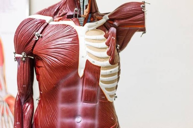 Ilustrasi susunan organ tubuh manusia. Sumber: unsplash.com/ Alan Calvert