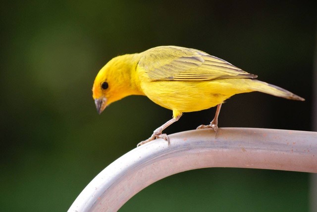 Ilustrasi burung kenari. Sumber foto: Pexels