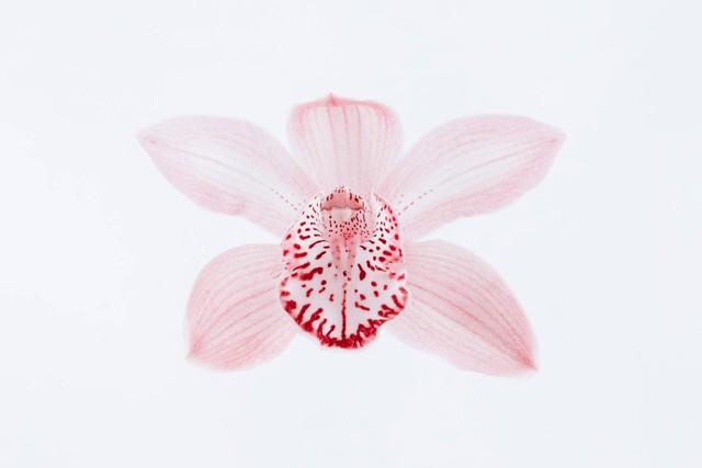 Ilustrasi bunga Vanili. Sumber foto: Unsplash