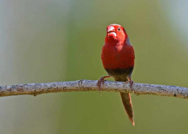 Ilustrasi burung anis merah. Sumber foto: Unsplash