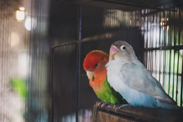 Ilustrasi burung pendamping anis merah. Sumber foto: Unsplash
