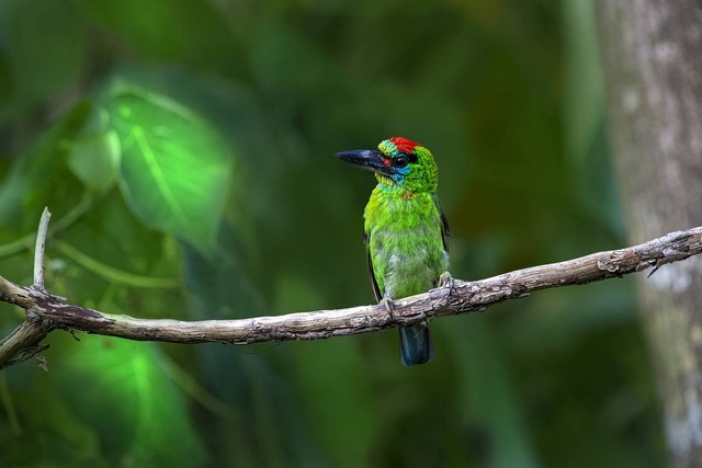 Ilustrasi cara ternak burung sirtu cipoh. Sumber: Erik_Karits/pixabay.com