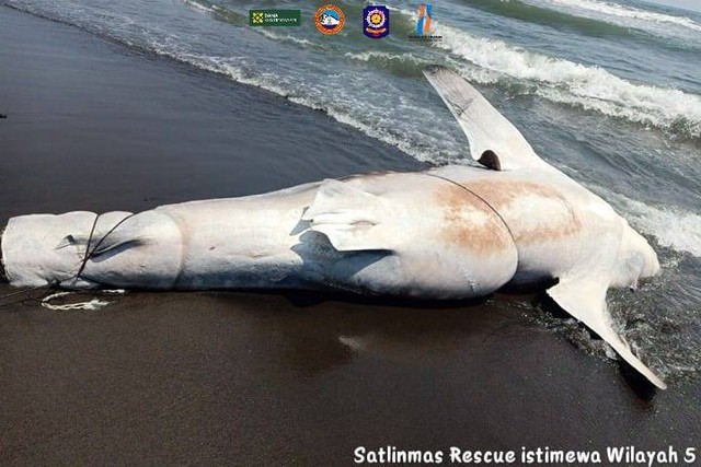 Seekor ikan hiu tutul terdampar di Pantai Trisik, Kabupaten Kulon Progo, Jumat (27/10). Foto: Dok. Satlinmas Rescue Istimewa Wilayah V Kulon Progo