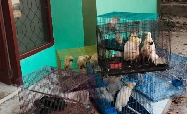 24 ekor burung dilindungi yang diselamatkan oleh BKSDA Sultra. Foto: Dok Istimewa.