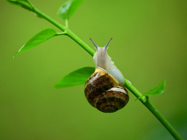 Ilustrasi kelas mollusca. Sumber: pexels.com/DaniyalGhanavati.