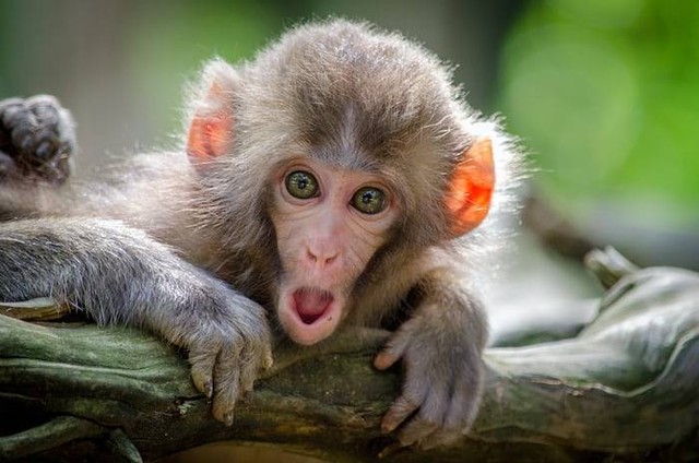 Ilustrasi Sangeh Monkey Forest. Sumber: unsplash.com/Jamie Haughton