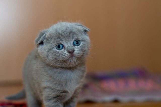 ILustrasi cara menghilangkan bau pipis kucing. Sumber: Vadim B/pexels.com