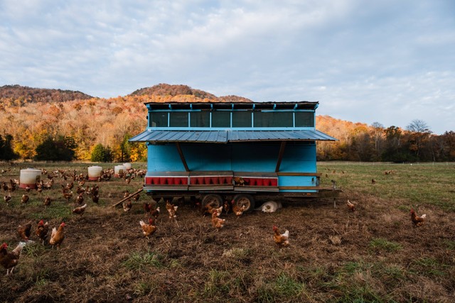 Ilustrasi Cara Bikin Kandang Ayam, Foto: pexels/Kelly