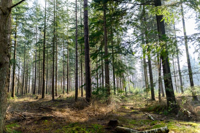 Ilustrasi Hutan Pinus Jogja. Sumber: Unsplash/Michel Bosma