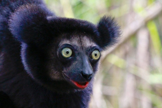 Indri indri alias babakoto, lemur terbesar asli Madagaskar.  Foto: Shutterstock