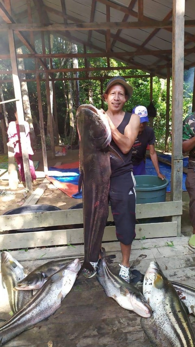 Warga Sebilit memanen ikan tapah seberat hampir 1 ton. Foto: Dok. Istimewa