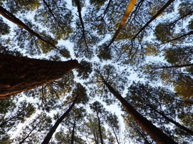 Cara ke Hutan Pinus Jogja, Sumber Unsplash Ivanh
