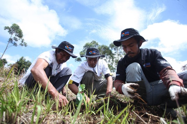 BRI Grow & Green hadir di Kabupaten Samosir, Sumatera Utara melalui penanaman 2.500 bibit pohon yang terdiri dari bibit kopi, pinus dan aren. dok.BRI