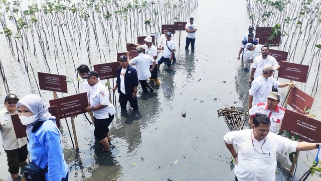 Penanaman 2.300 mangrove di kawasan pesisir Desa Sungai Bakau, Kecamatan Kumai, Kotawaringi  Barat, Selasa (31/10/2023). Foto: Lukman Haki /InfoPBUN