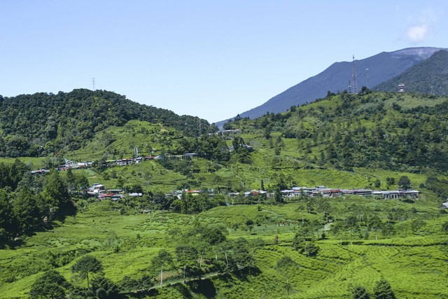 Ilustrasi Kebun Teh Nglinggo, Sumber: Unsplash/Alvian Hasby