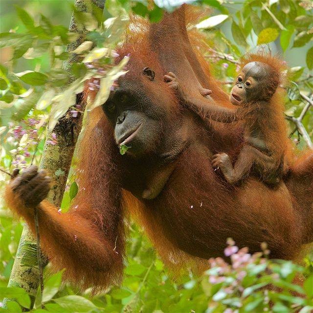 Orangutan. (Foto dok. Tim Laman).