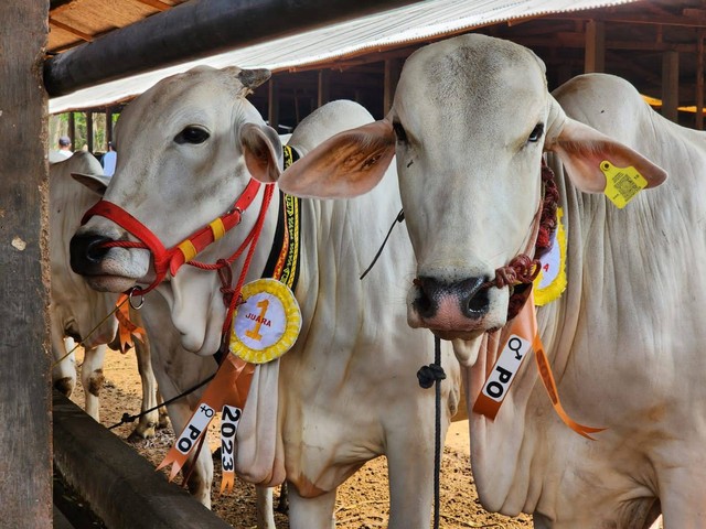 Kontes ternak sapi Peranakan Ongole (PO) digelar di Lampung Selatan. | Foto : Dok. Disnakkeswan Lampung