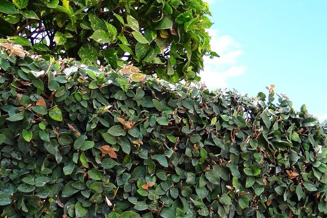 Ilustrasi cara menanam ficus pumila. Sumber: sarangib/pixabay.com