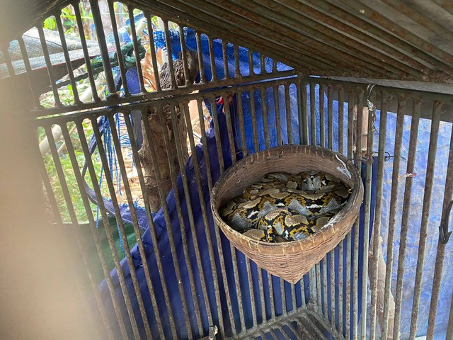 Ular yang berada di kandang burung salah satu warga di Bandar Lampung. | Foto: Ist