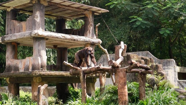 Ilustrasi Cara ke Kebun Binatang Bandung, Sumber Unsplash/Valenina Qatrunada